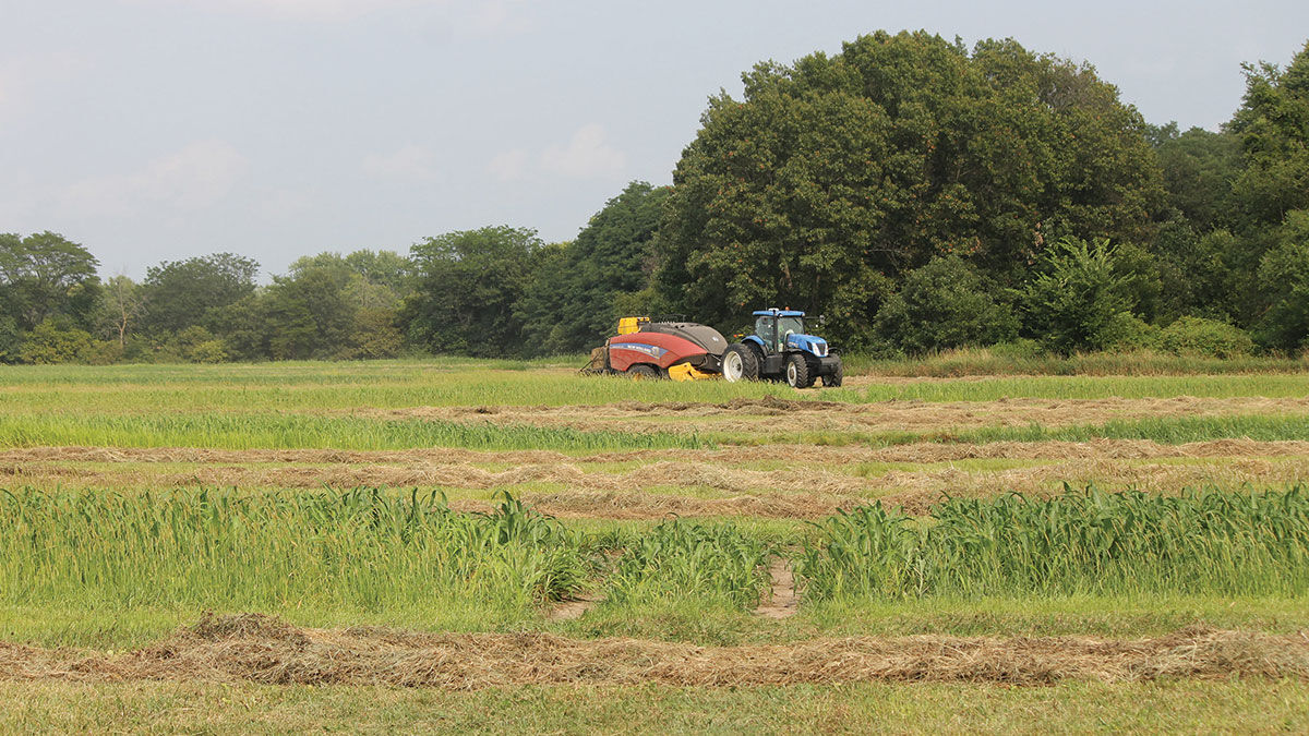Ron Tombaugh World Hay Expo ribbon winner.